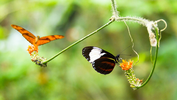 Photo showing two butterflies to illustrate changed habitat/potential